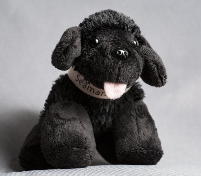 NASA image: Toy Dog Portrait