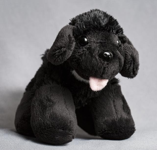 NASA image: Toy Dog Portrait