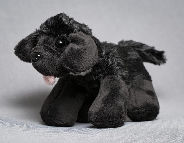 NASA image: Toy Dog Portrait