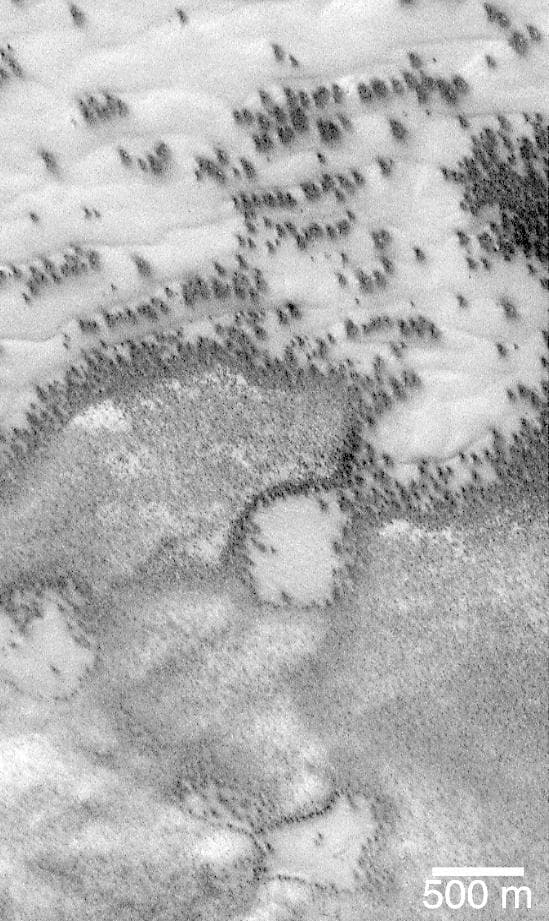 Defrosting Polar Dunes--"They Look Like Bushes!"