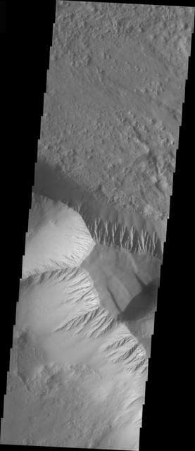 NASA image: Olympus Mons Mensa