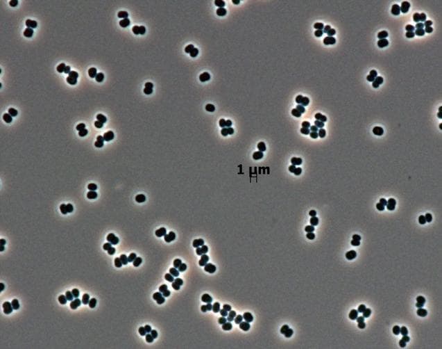NASA image: Novel Bacterial Genus Found Only in Spacecraft Assembly Clean Rooms