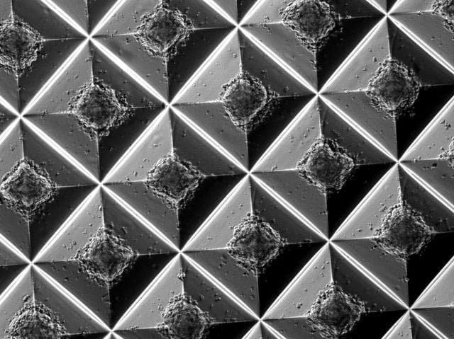 NASA image: ISS: Engineering Stem Cell-Derived Cardiac Microtissues with Metabolic Regulators in Space to Promote Cardiomyocyte Maturation (Project EAGLE)